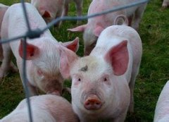 <b>养猪业持续的数据化革命，数据化养猪该怎么养?</b>